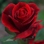 دانلود آهنگ جدید مجتبی ام تی و ابولفضل اس آی به نام مهر ماهی - 